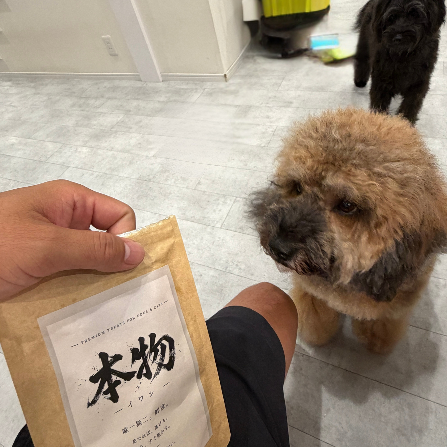 本物イワシ ~ 一時間の約束 ~