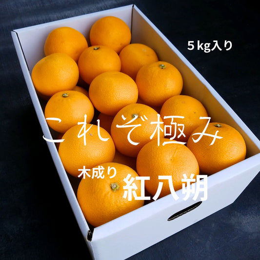 由良町産 木成り「紅」八朔 5kg｜産地直送　2月28日まで