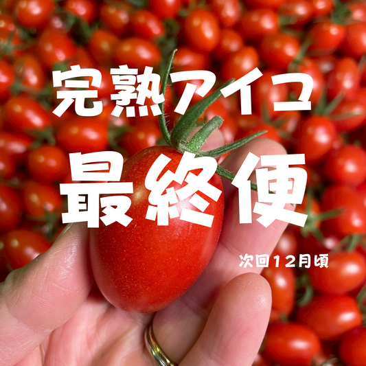 完熟アイコトマト 1kg｜産地直送　【６月最終便】