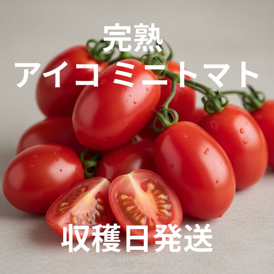 完熟アイコトマト 1kg｜産地直送　6月まで