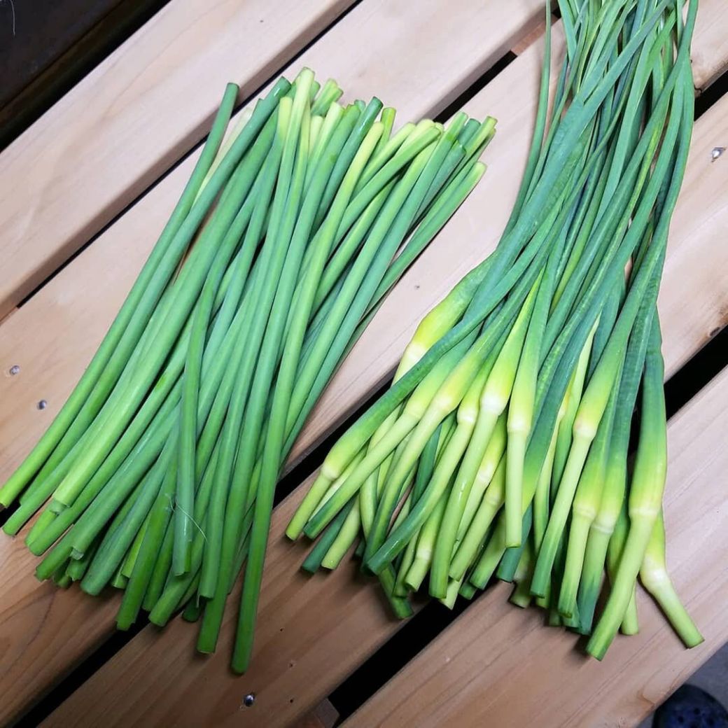 予約受付「にんにくの芽、500ｇ」4月上旬～産直