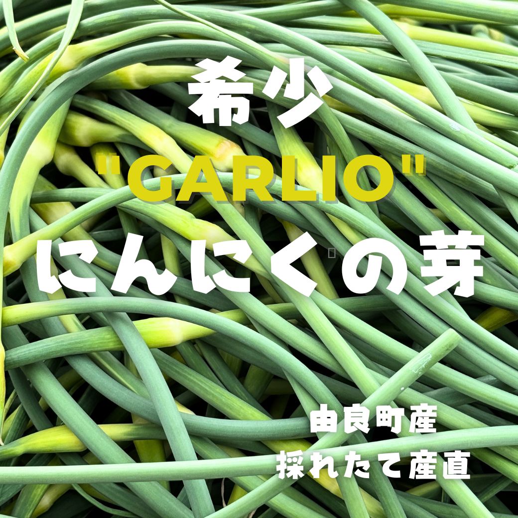 予約受付「にんにくの芽、500ｇ」4月上旬～産直