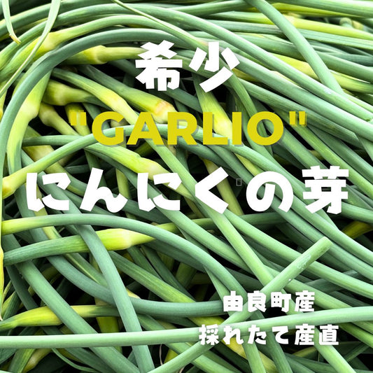 予約受付「にんにくの芽、500ｇ」4月上旬～産直