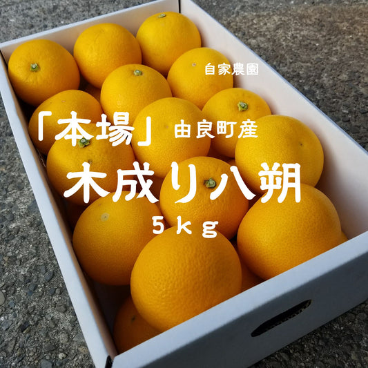 「本場」由良町産 木成り八朔 5kg｜産地直送　2月28日まで